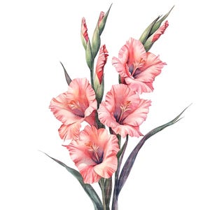May include: Watercolor illustration of a gladiolus flower arrangement. The flowers are a soft pink with darker pink accents and yellow stamens. The stems and leaves are green and purple against a white background.