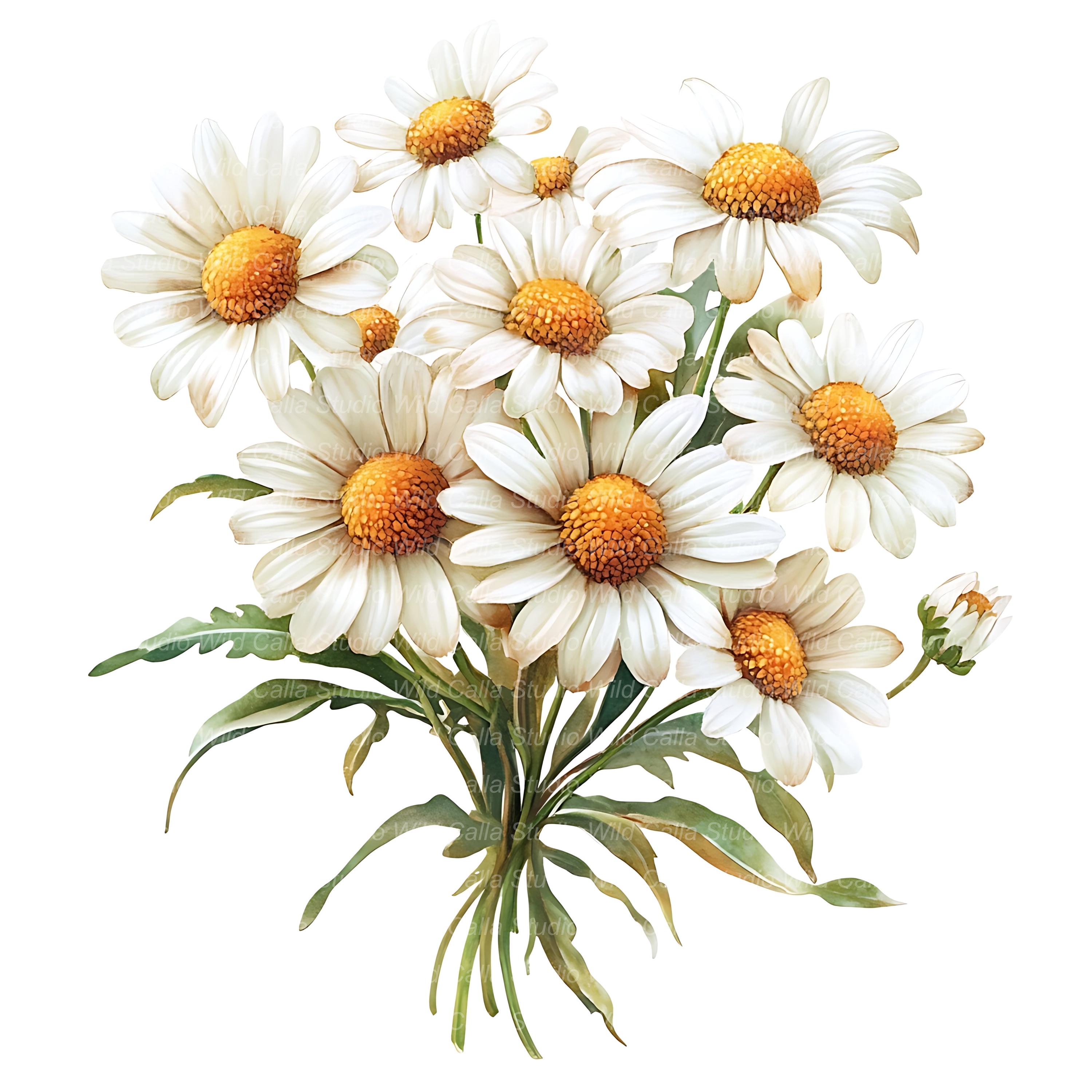 16+ Daisies Bouquet 16+ Daisies Bouquet