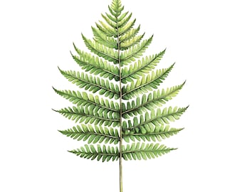 Farn Blatt Clipart: Aquarell Blätter zum Basteln (14 JPG Dateien)