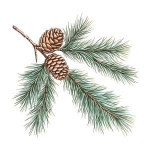 May include: Watercolor illustration of a pine branch with two brown pine cones and green needles. The branch is a light brown color and the background is white. The image is a botanical illustration.