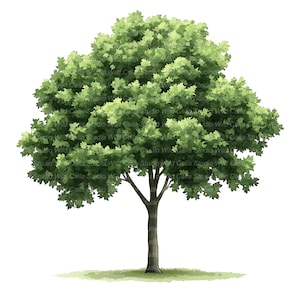 Puede incluir: Ilustración a la acuarela de un árbol con un tronco marrón y una corona llena de hojas verdes. El árbol está sobre un fondo blanco con un pequeño trozo de hierba verde en su base. La imagen tiene un aspecto natural y artístico.