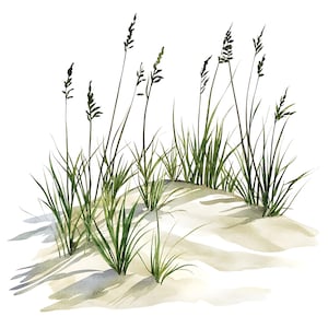 May include: Watercolor illustration of beach grass growing on a sand dune. The image features tall, green blades of grass with seed heads, casting shadows on the light beige sand. The artwork has a soft, natural aesthetic.