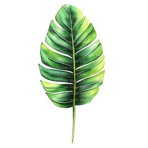 May include: A watercolor illustration of a tropical leaf, featuring shades of green and yellow. The leaf has a prominent central vein and is set against a white background. The artwork is labeled "Wild Calla Studio".