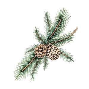 May include: Watercolor illustration of a pine branch with two brown pine cones and green needles. The artwork is set against a white background, showcasing the natural colors and textures of the botanical elements.