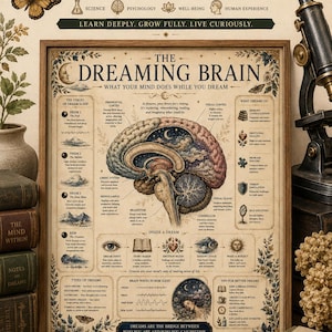 Könnte beinhalten: Ein gerahmter, lehrreicher Wandkunstdruck mit dem Titel The Dreaming Brain, der eine detaillierte anatomische Illustration eines menschlichen Gehirns mit Himmelsmustern zeigt, umgeben von Texten zu Schlafphasen und Gehirnfunktionen.