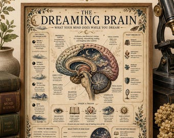 The Dreaming Brain Poster Brain Anatomy Wall Art Sleep Psychology Neuroscience Decor Educational Science Print Therapist Office