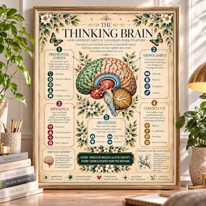 May include: A framed educational poster titled The Thinking Brain, featuring a detailed anatomical illustration of the human brain. The chart labels five key regions: prefrontal cortex, hippocampus, amygdala, cerebellum, and brainstem.