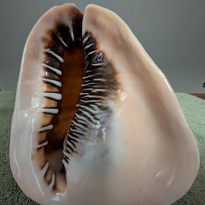 Pode incluir: Uma grande concha aberta, com exterior rosa pálido. O interior revela um rico padrão castanho e branco com uma série de estruturas brancas semelhantes a dentes. A concha está sobre uma superfície verde.