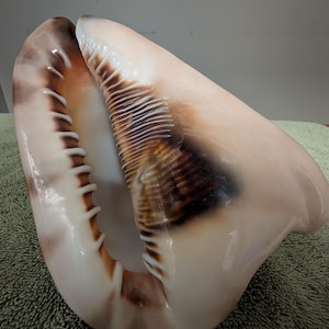 Puede incluir: Una concha grande y brillante con un exterior rosa cremoso y detalles interiores marrones y blancos. La abertura de la concha revela una superficie texturizada y una fila de estructuras blancas en forma de dientes a lo largo del borde. La concha tiene una forma natural y orgánica.