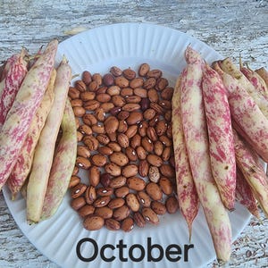 October Heirloom String Bean (20+ seeds)