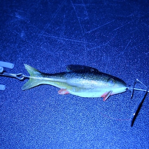 Fingerling Minnow collectible