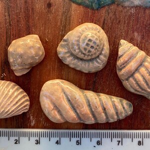 Könnte beinhalten: Fünf keramische Muschelnachbildungen in Beige- und Brauntönen mit glänzender Oberfläche. Ein weißes Lineal am unteren Rand zeigt, dass die größte Muschel etwa 9 cm lang ist. Die Muscheln weisen unterschiedliche Texturen auf, darunter spiralförmige, gerippte und glatte Oberflächen.