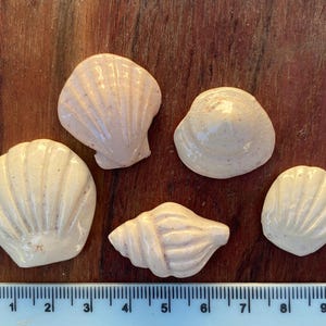 Ceramic Mixed Small Shell Tile Bundle, in Cream