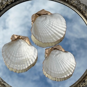 May include: Three white scallop shells with gold-painted edges and accents. The shells are arranged on a reflective surface, creating a shimmering effect. The shells are a decorative item.
