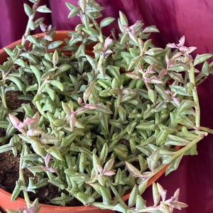 May include: A potted String of Dolphins succulent plant. The plant features green, dolphin-shaped leaves with pinkish-purple tips. The plant is in a brown pot, and the background is a deep purple fabric.