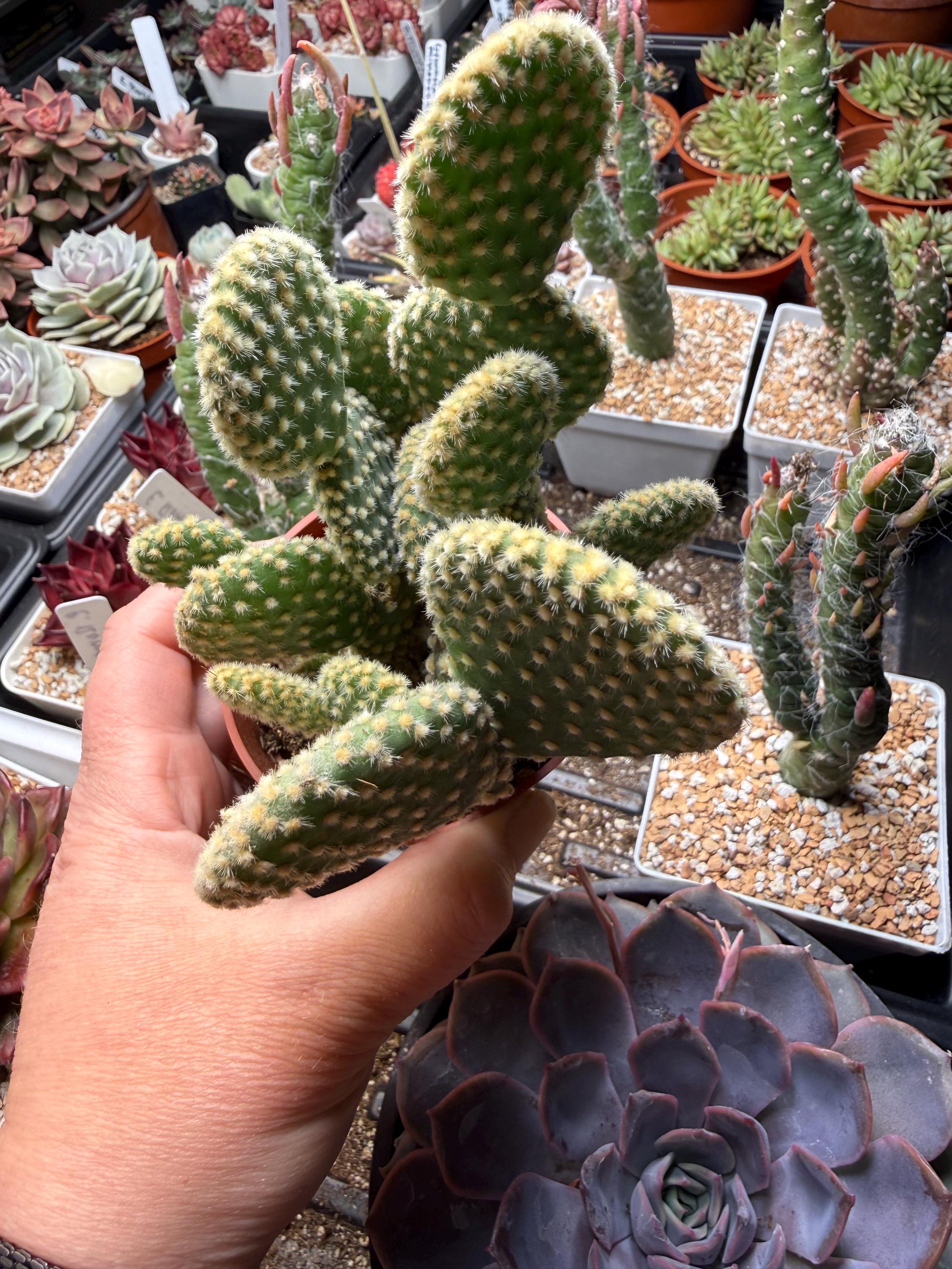spiked cactus Dezo Spiked Cactus Water  DrinkDezo