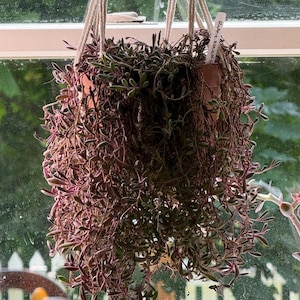 May include: A hanging plant in a macrame pot holder. The plant has trailing stems with small, oval-shaped leaves that are green with reddish-purple edges. The macrame holder is made of natural-colored rope and has wooden beads.