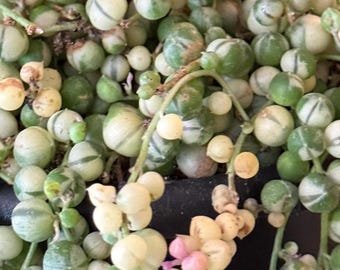 Variegated String of Pearls | Pink White Trailing Succulent | Senecio rowleyanus variegata | 4” & 6” Plants