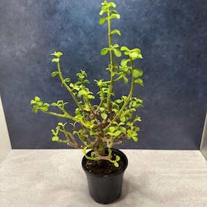 May include: A Portulacaria afra succulent plant with small, rounded, light green leaves and woody, branching stems. The plant is potted in a simple, black plastic container filled with dark soil, showcasing a vertical, multi-stemmed growth habit.