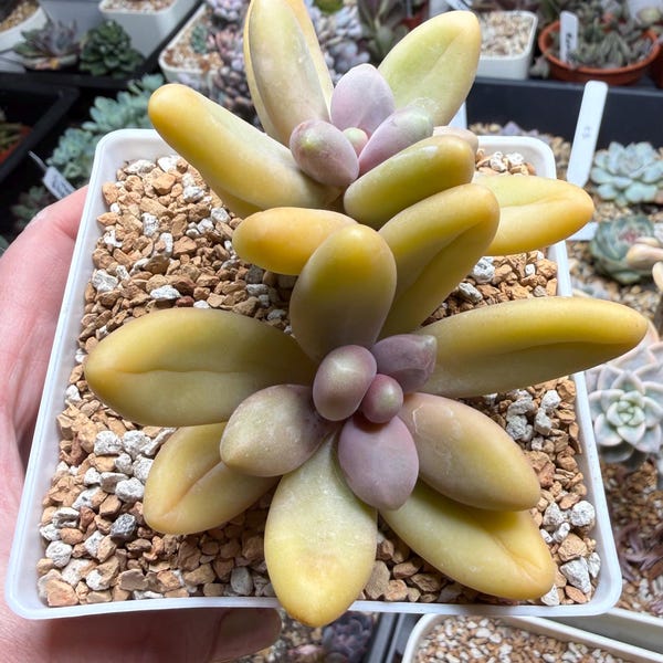 Exact Pachyphytum ‘Captain Jessop’ | Rare Pastel Succulent | 4” Collector Specimen