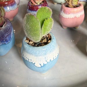 May include: A collection of small, ceramic succulent pots in various colors, including blue, pink, and purple. Each pot contains a different succulent plant. The pots are arranged on a light-colored surface.