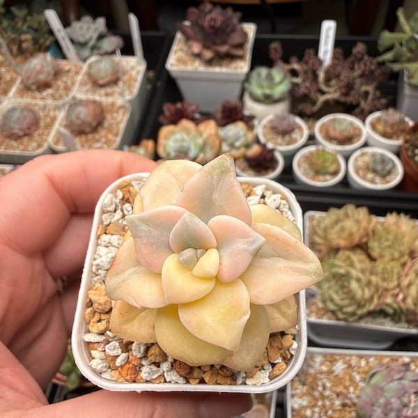 Fairy Flowers Small Plants. Live. Variegated. Succulent, Bare Root (1")