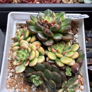 May include: A cluster of Sedeveria Ruby succulents in a white square plastic pot filled with small gravel. The succulent leaves are thick, fleshy, and arranged in rosettes, displaying a gradient of deep forest green to pale yellow and red tips.