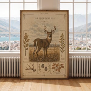 May include: A vintage-style educational poster titled THE WHITE-TAILED DEER Odocoileus virginianus, featuring a central illustration of a deer in a field, surrounded by botanical drawings of leaves, an antler, hoof prints, and a branch with leaves.