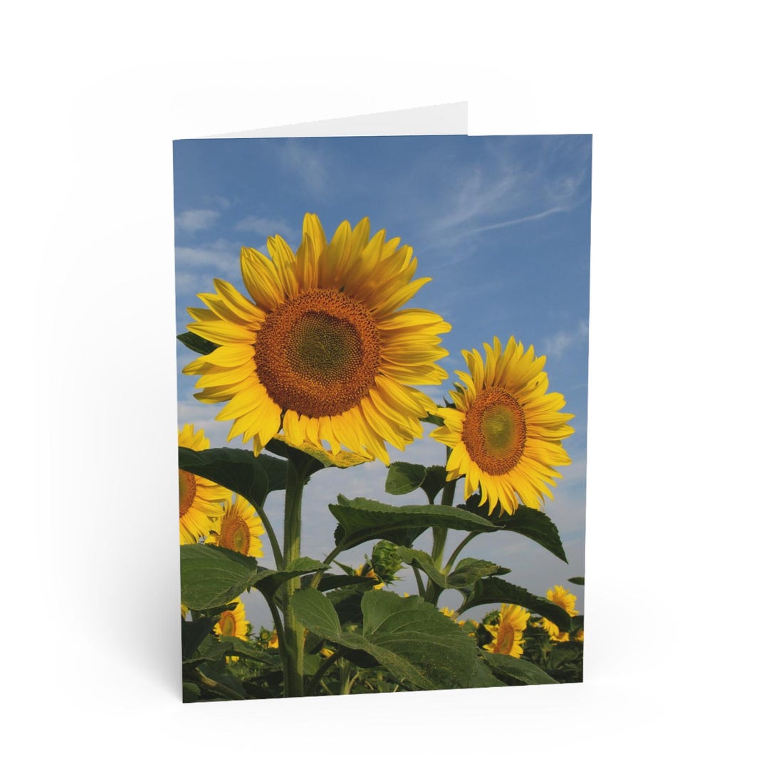 Sunflower Field Greeting Card - Etsy