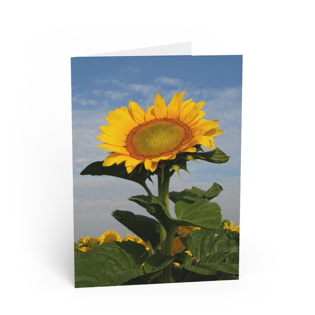 Sunflower Field Greeting Card - Etsy
