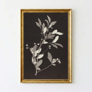 May include: A framed botanical print featuring a grayscale illustration of a plant with leaves and berries against a black background. The artwork is enclosed in a gold-colored frame, creating a classic and elegant aesthetic. The print is suitable for home decor.
