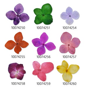 12 pcs Fleurs pressées séchées teintes Mini fleurs fleurs pressées art 100742