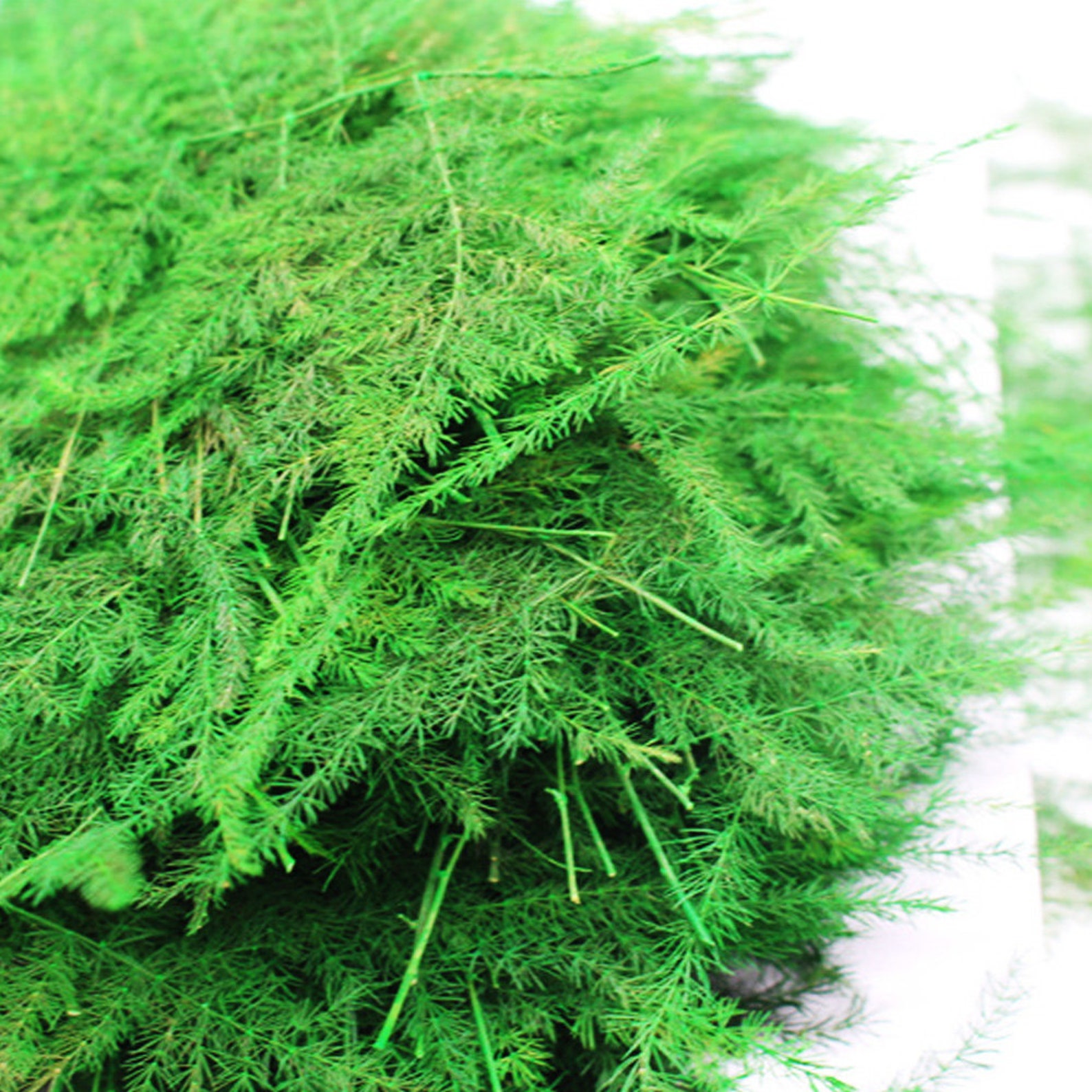 48cm Asparagus Setaceus Pressed Asparagus Fern Dried Nature Etsy