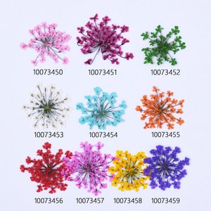 12 fleurs séchées pressées pour la fabrication de vrais bijoux botaniques 100734