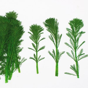 4-7 cm Mini pino Fiori secchi Piante pressate fai da te Custodia per telefono con cornice a fiore pressato 6 pezzi 10229350