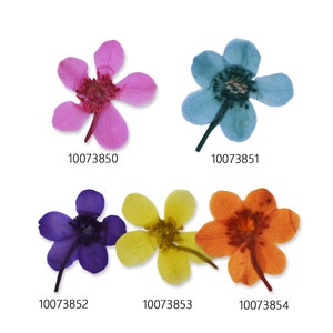 12 pcs Fleurs pressées séchées teintes Mini fleurs fleurs pressées art 100738