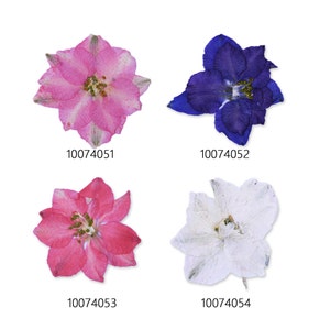 12 Natural Dried Pressed Flowers - Mini Real Flowers for Resin Art, Card & Bookmark Making