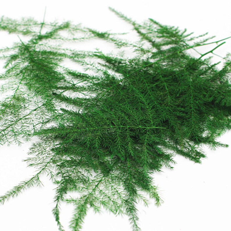 48cm Asparagus setaceus Pressed Asparagus Fern Dried nature Etsy