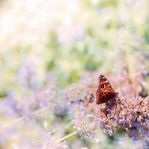 butterfly wall art floral photography nature fine art photography floral  photography spring pastel butterfly wall art bedroom decor lilac