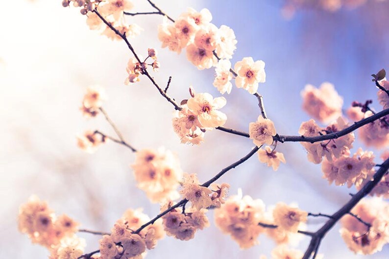 blossom photography flower spring wall art 8x10 8x12 fine art photography floral photography spring bedroom decor nursery lilac pink cream