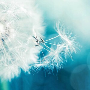 Dandelion photography botanical dandelion wall decor 8x10 20x30 fine art photography botanical floral photography flower blue teal large art