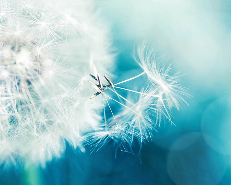 Dandelion Photography Botanical Dandelion Wall Decor 8x10 Etsy New