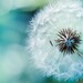 dandelion wall art dandelion print dandelion photography print bedroom decor teal home botanical print nature photography floral blue 