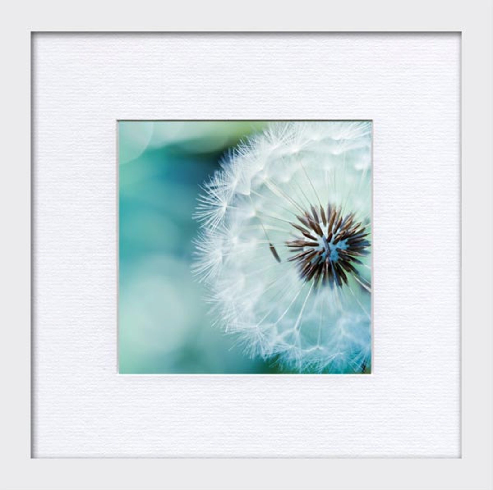 Dandelion Wall Art Dandelion Print Dandelion Photography Print Etsy
