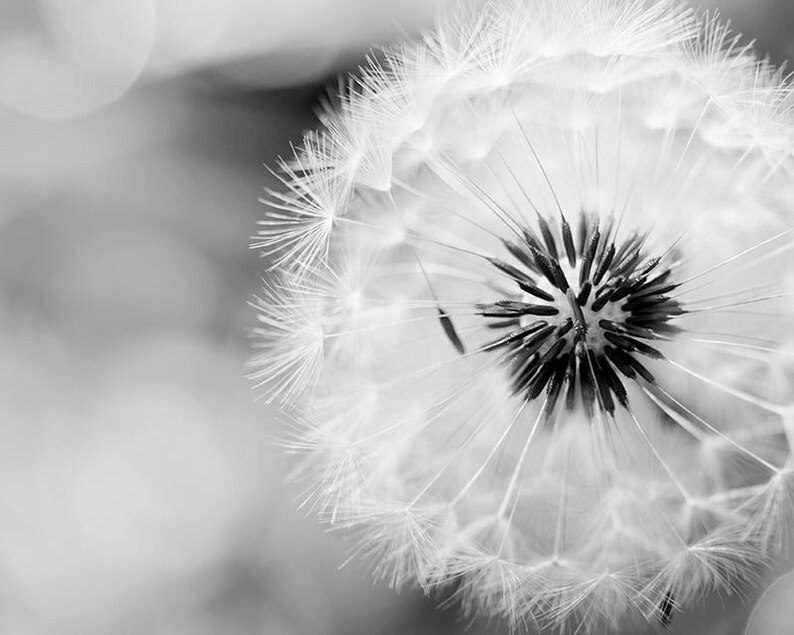 black and white wall art dandelion print black and white art fine art photography dandelion nature prints floral wall art monochrome gray