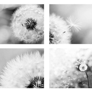 black and white photography botanical print set of 4 prints dandelion decor photography fine art dandelion wall art black and white prints