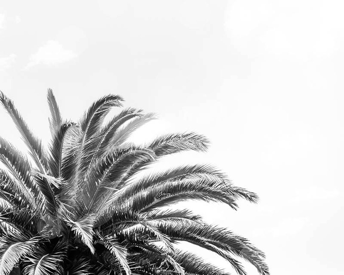 Black and White Beach Photography Palm Tree Print Palm Tree - Etsy