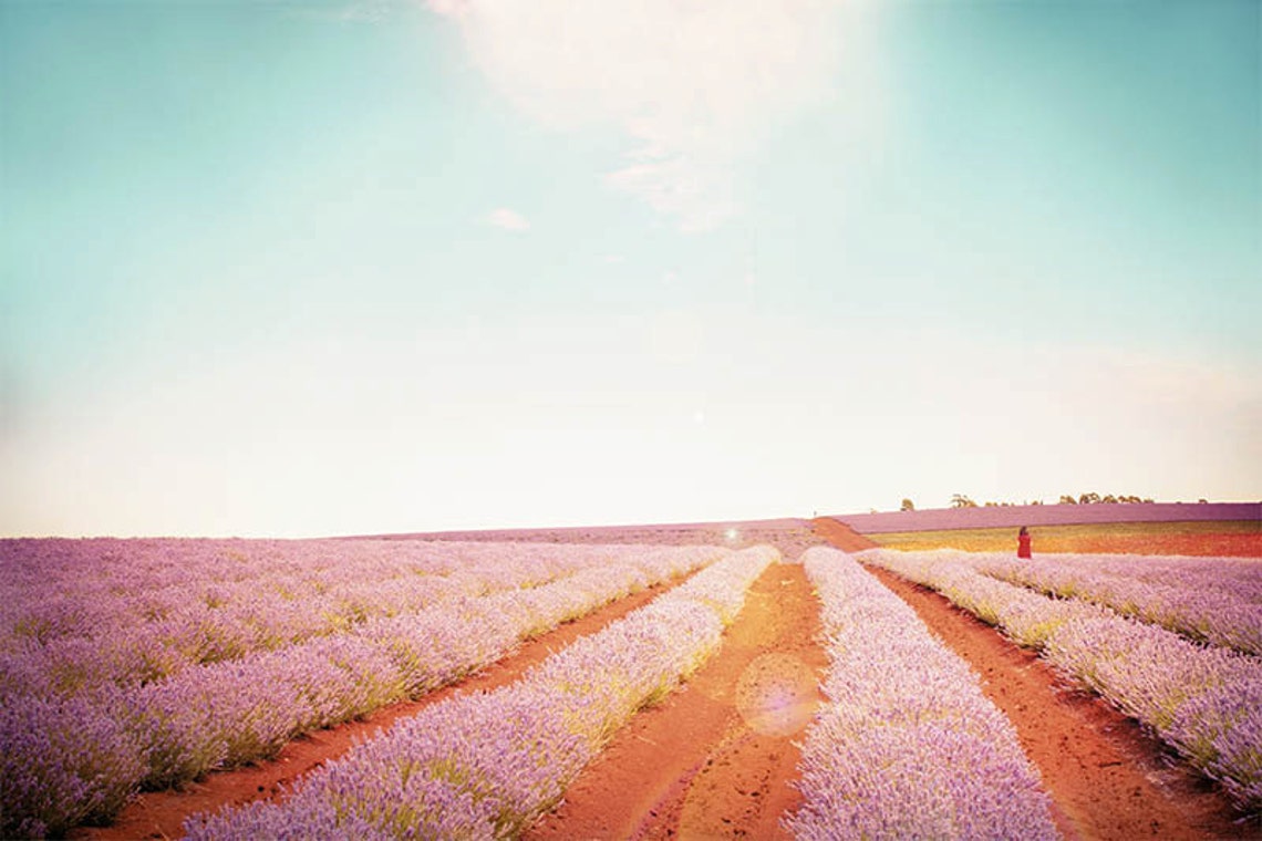 Nature Photography Lavender Fields Landscape Photography - Etsy