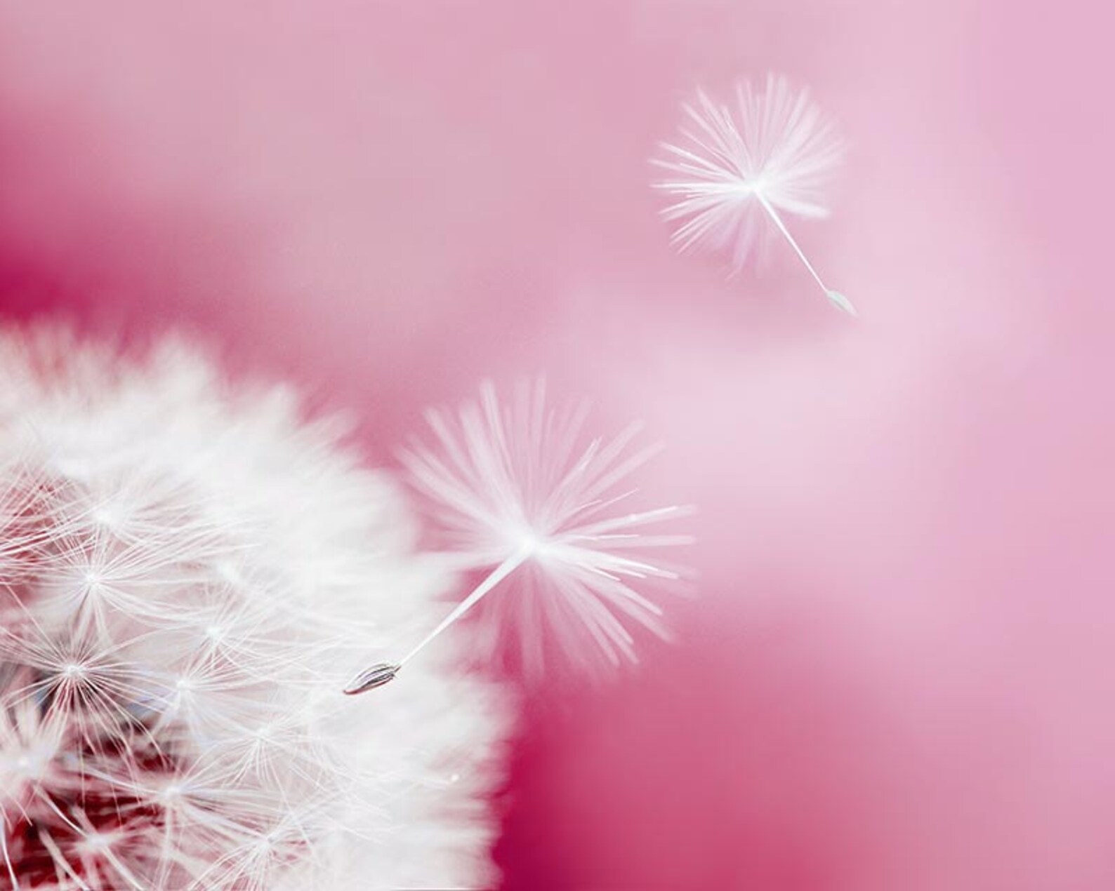 Pink Dandelion Wall Art Nature Photography 8x10 20x30 Fine Art Etsy