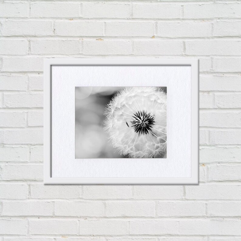 black and white wall art dandelion print black and white art fine art photography dandelion nature prints floral wall art monochrome gray
